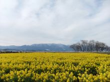 Cs&#39;walkingschool(シーズウォーキングスクール)BLOG-美崎公園菜の花畑