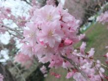 Cs&#39;walkingschool(シーズウォーキングスクール)BLOG-sakura